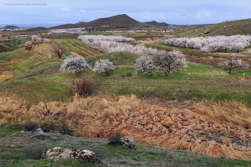 *** фото превью