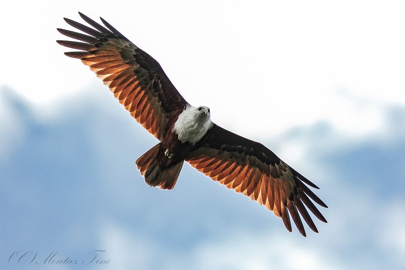 bird birders animal wild_life Brahmini red Kite Eagle фото превью
