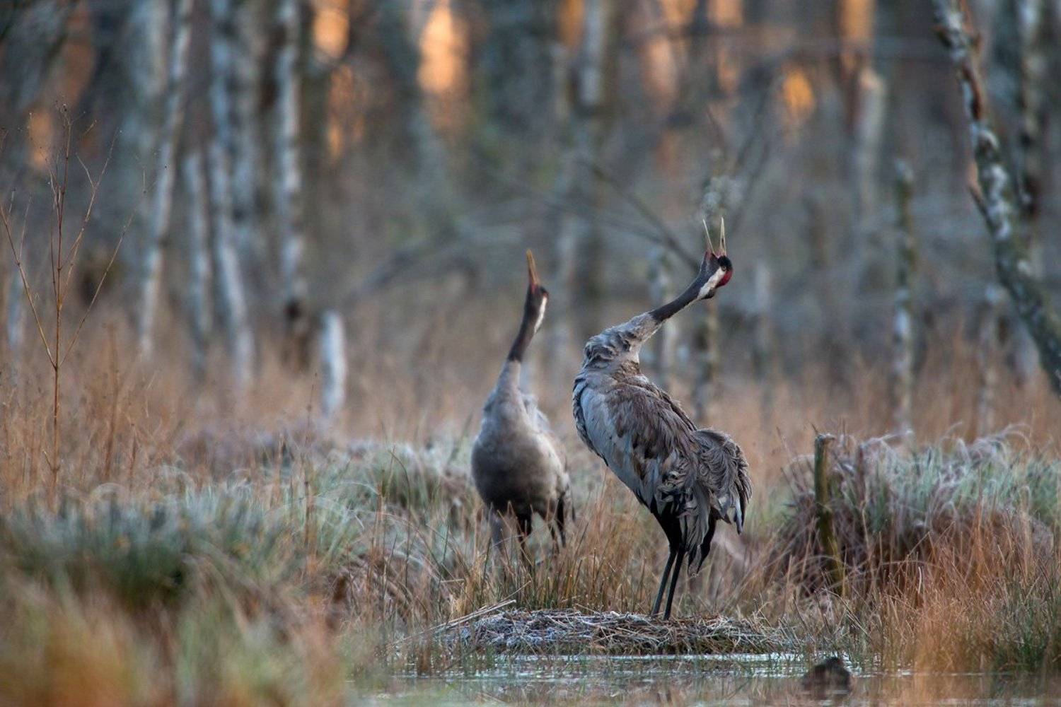 grus grus, Lukasz Dobkowski