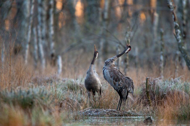 Morning in the swamp фото превью
