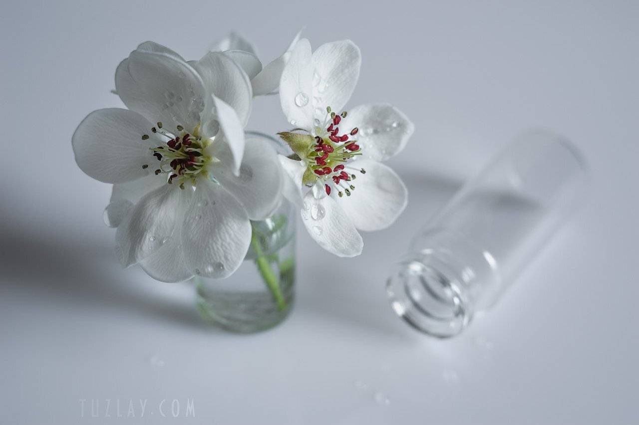 цветки груши, цветки во флаконе, пузырёк, Владимир Тузлай