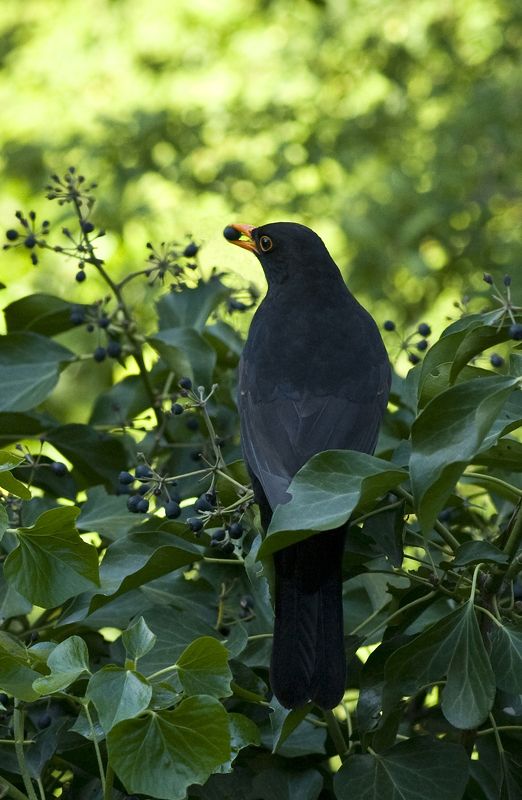 sans titre #6 фото превью