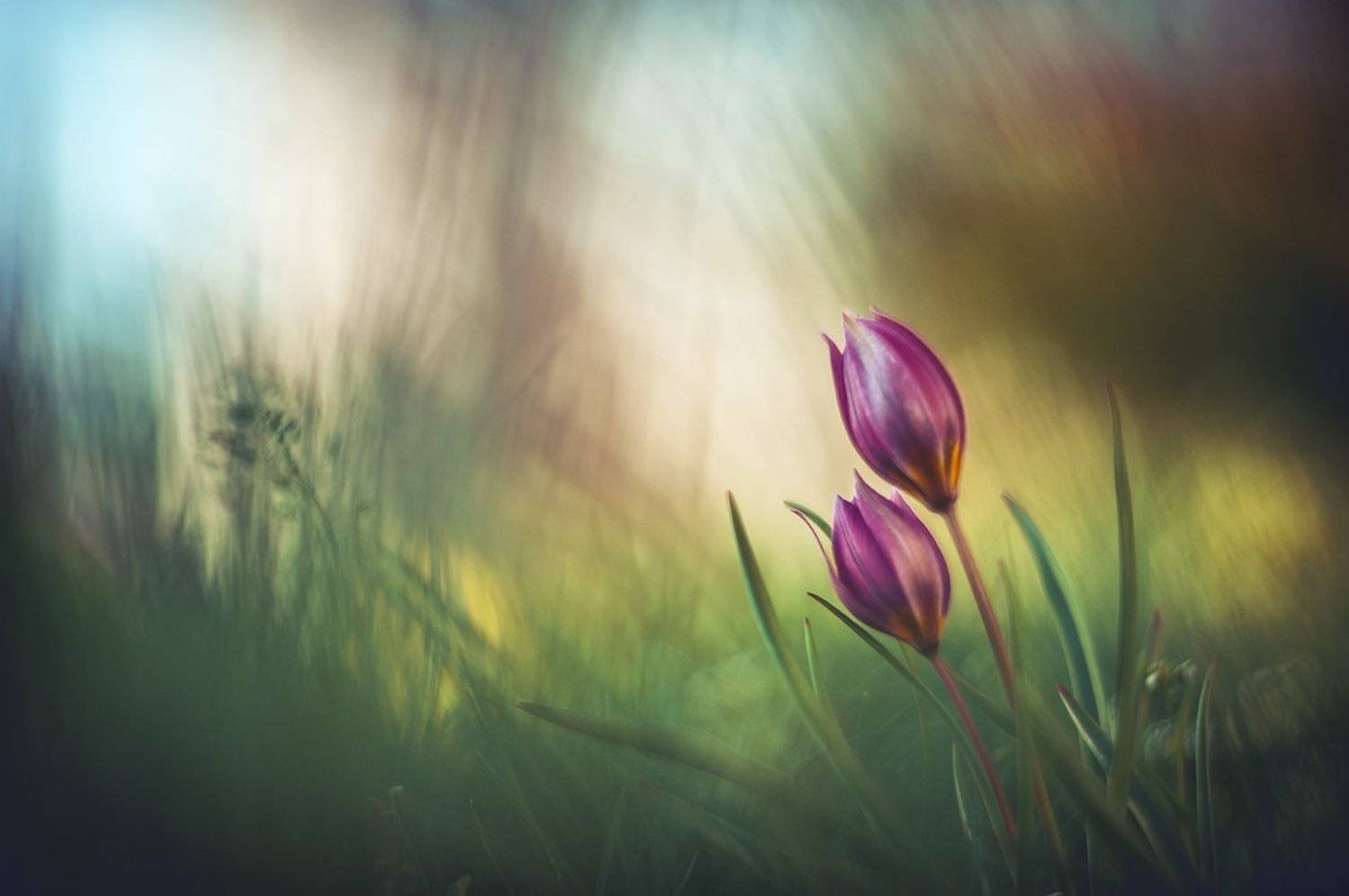 , Татьяна Аверина