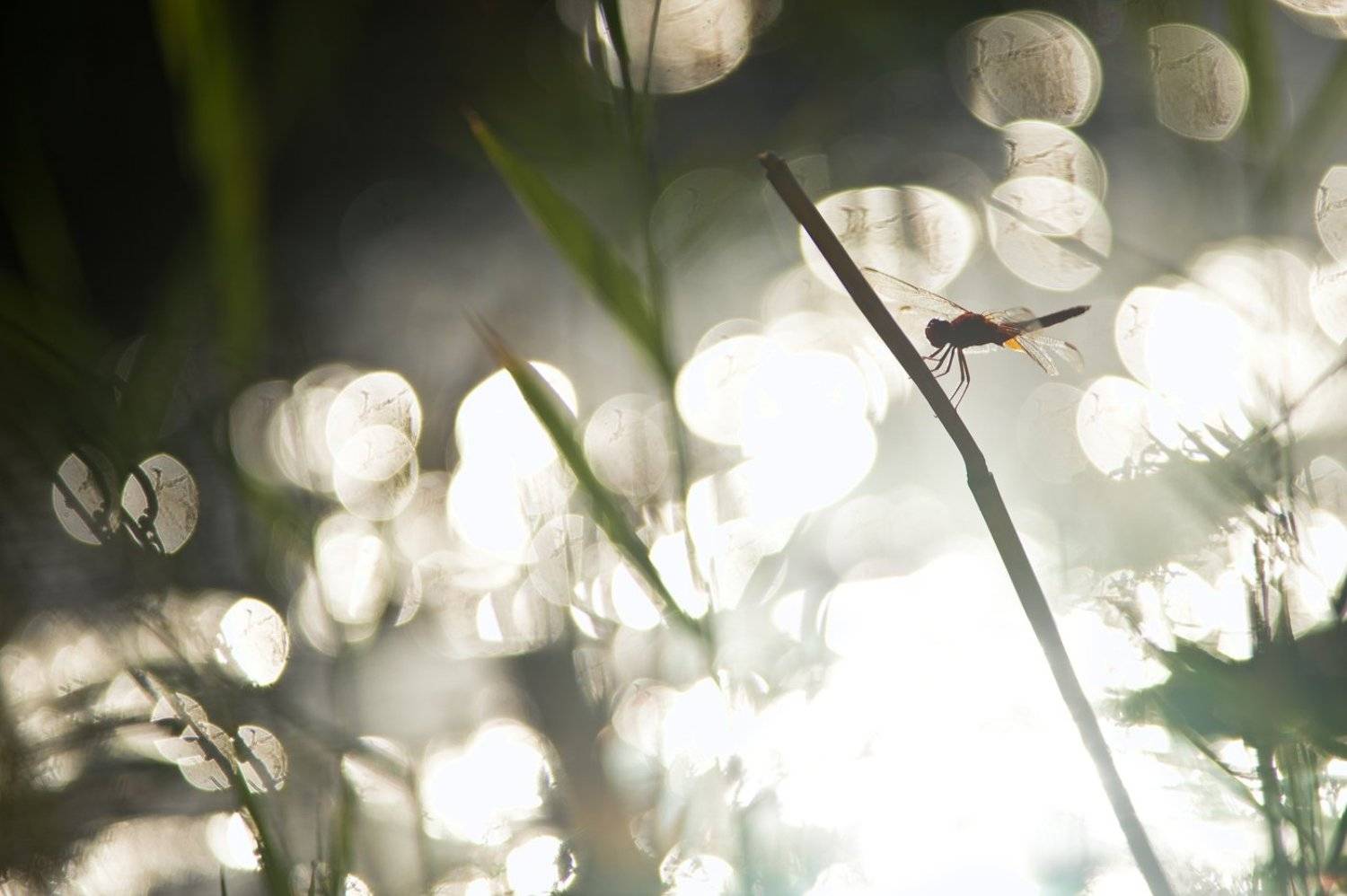 узбекистан, макро, природа, насекомые, стрекоза, пустыня, бухара, insect, nature, wildlife, dragonfly, ozbekiston, desert, macro, light, Илья Гомыранов