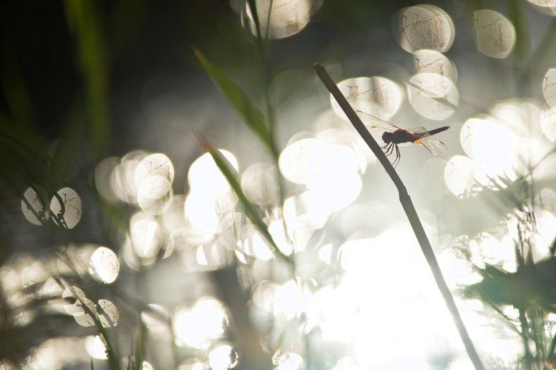 узбекистан, макро, природа, насекомые, стрекоза, пустыня, бухара, insect, nature, wildlife, dragonfly, ozbekiston, desert, macro, light *** фото превью