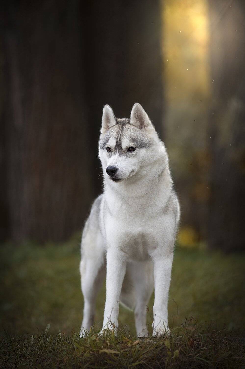 собака, осень, пар, Хаски, Светлана Писарева