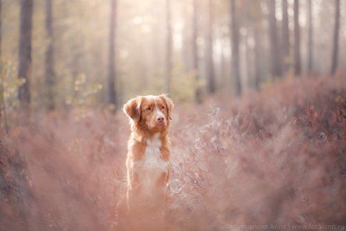 Весенняя серия