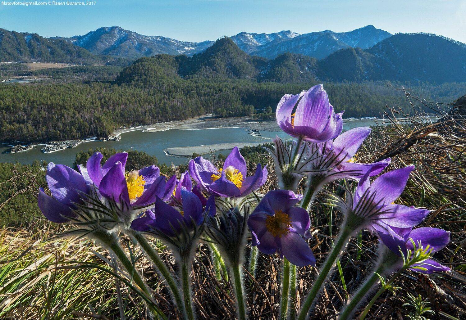 #алтай_чудеса_природы #алтай #altai #сибирь #siberia #павел_филатов #pavel_filatov #filatovpavelaltai #апрель #катунь #весна #сон_трава #ice #pulsatilla #spring #горы, Павел Филатов