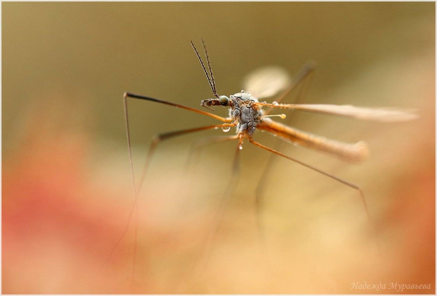 tipulidae,  долгоножка,  комар, Надежда Муравьёва