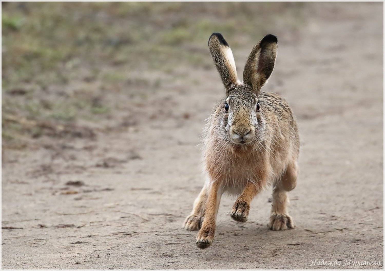 заяц, лосиный остров, Надежда Муравьёва