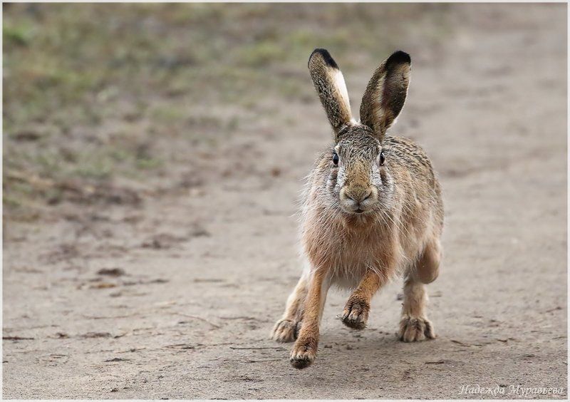 заяц, лосиный остров Затопчу! фото превью