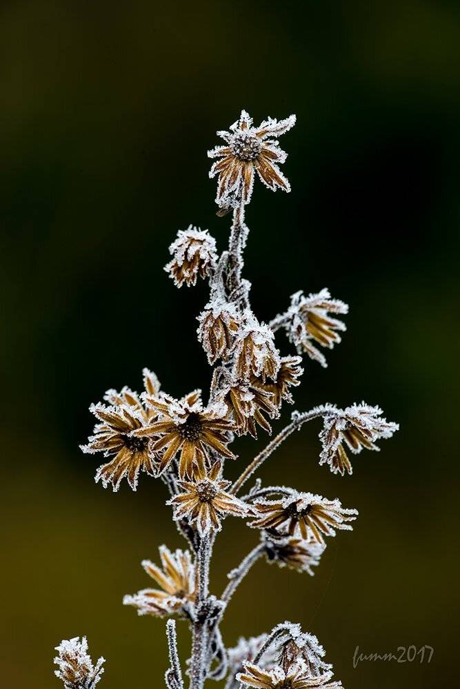 , Игорь ФУММ