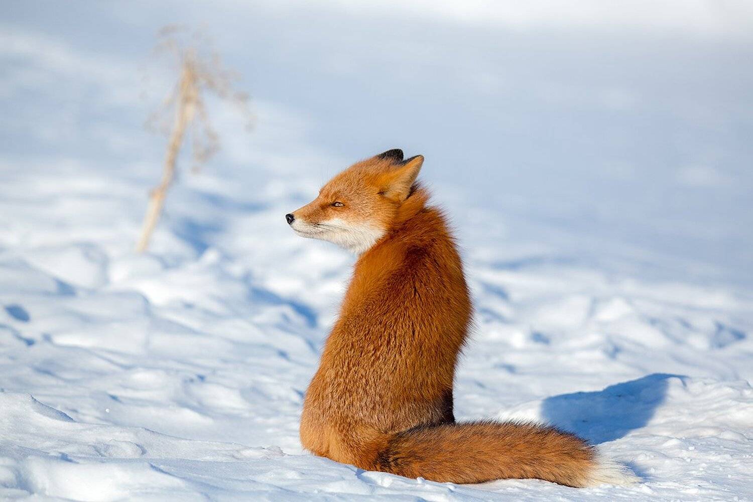 камчатка, лиса, животные, природа, путешествие, зима,, Денис Будьков