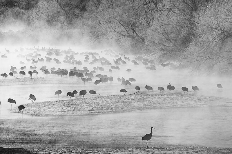 Журавлиная заводь фото превью