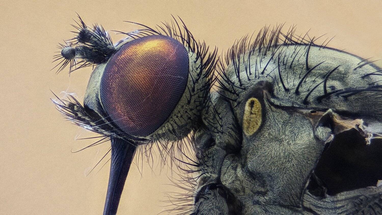 ceclii,macro,lgg4, extremmacro,  макро, Tsvetan Ganev