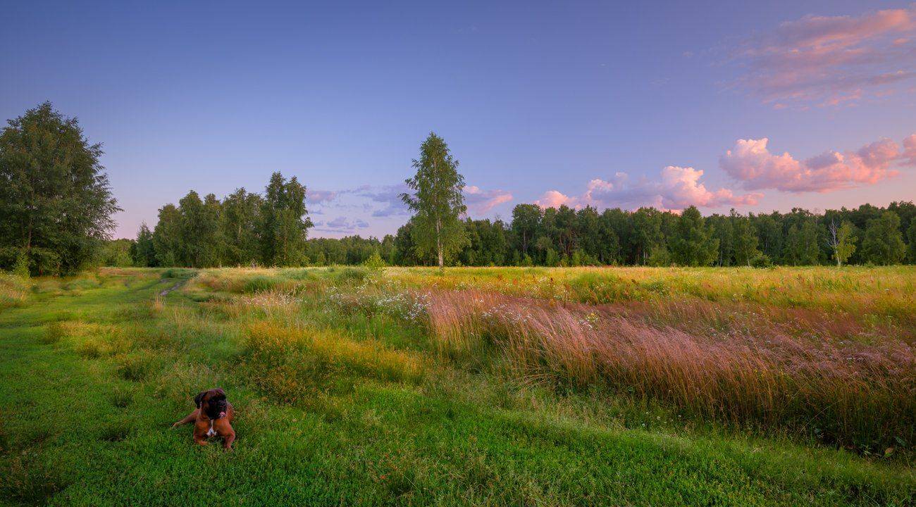 июль, закат, вечер, луг, лето, собака, Галанзовская Оксана