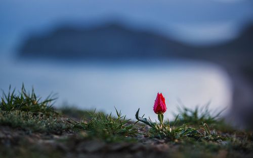 Красный цвет