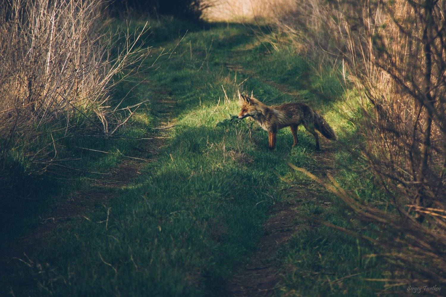 лисица, животные, природа, Цветков Сергей