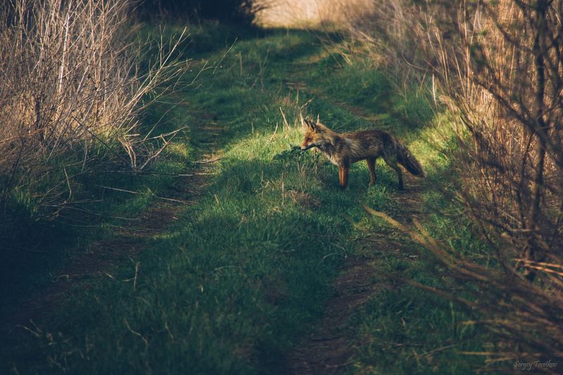 лисица, животные, природа В поисках добычи фото превью