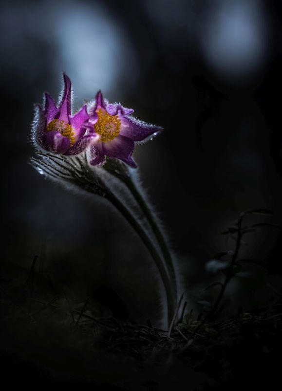 pulsatila patens, Together фото превью