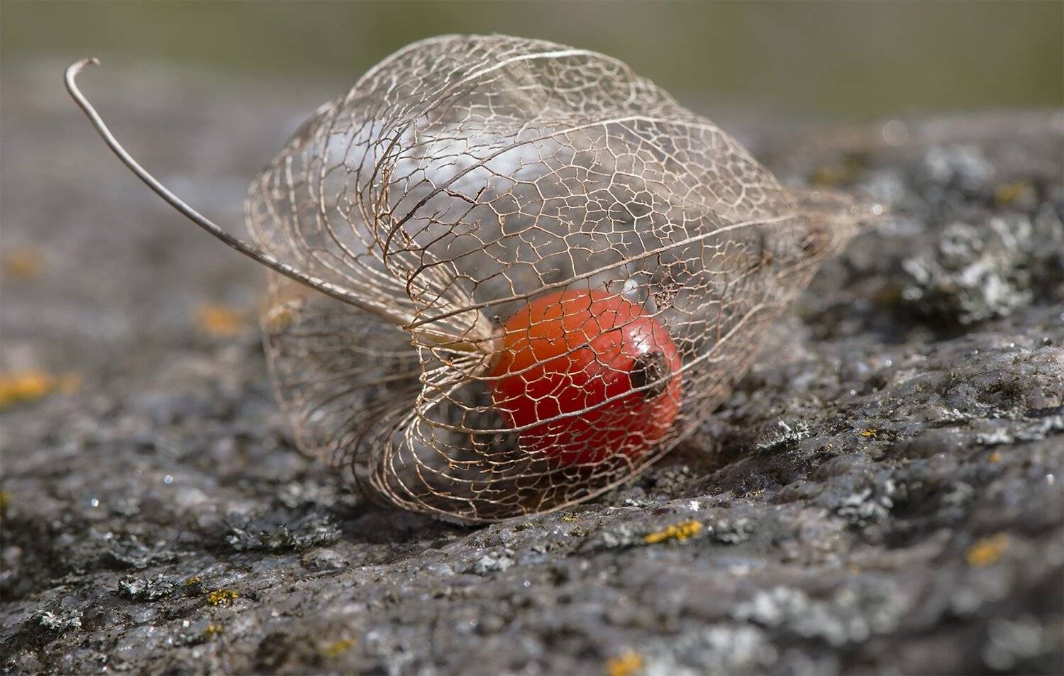 flower,red,macro,stone, Daiva Cirtautė