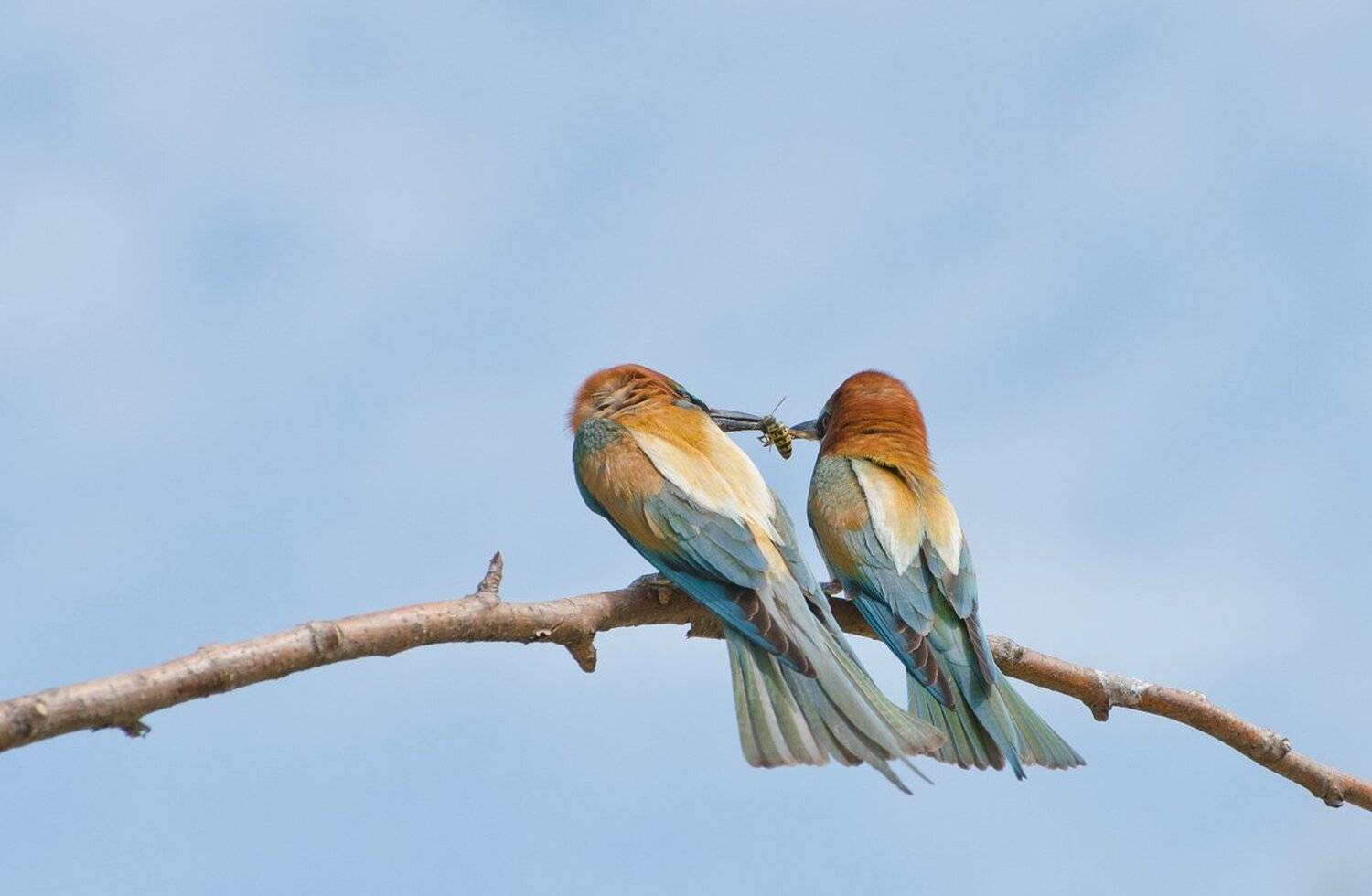 золотистые щурки птицы, Михаил Агеев