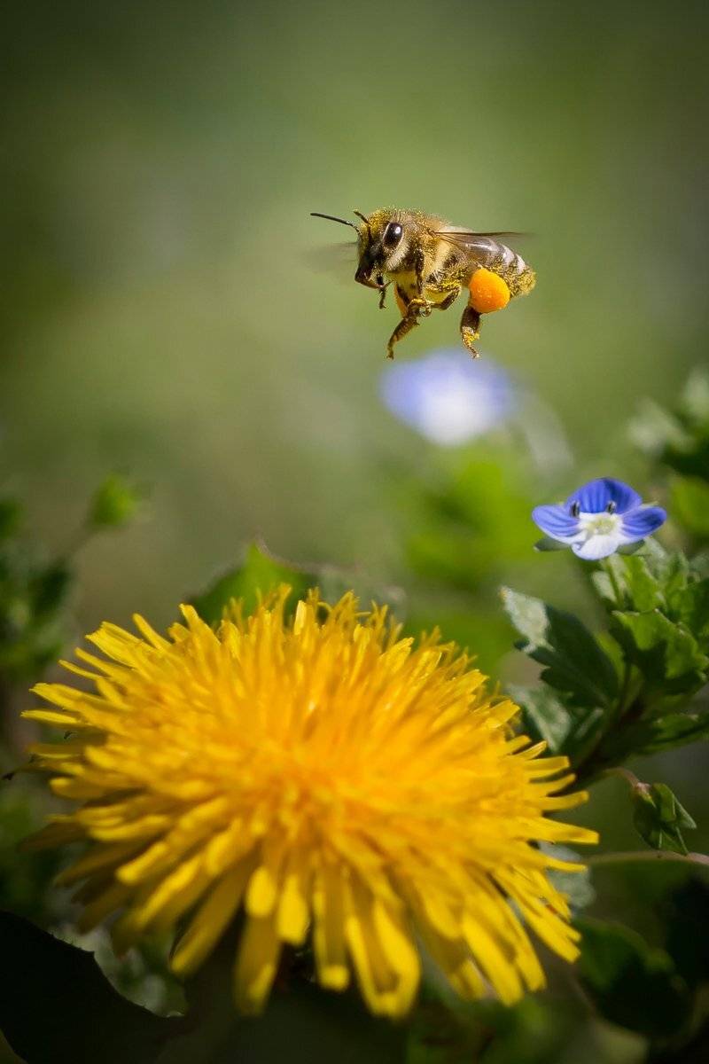 , Nicolae Fanurie Chirobocea