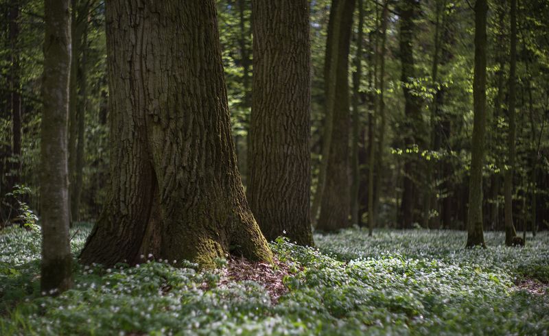 апрельская прогулка фото превью