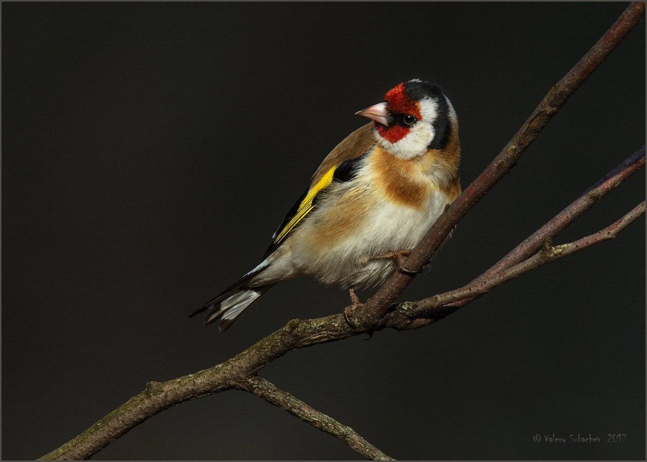, Валерий Субачев