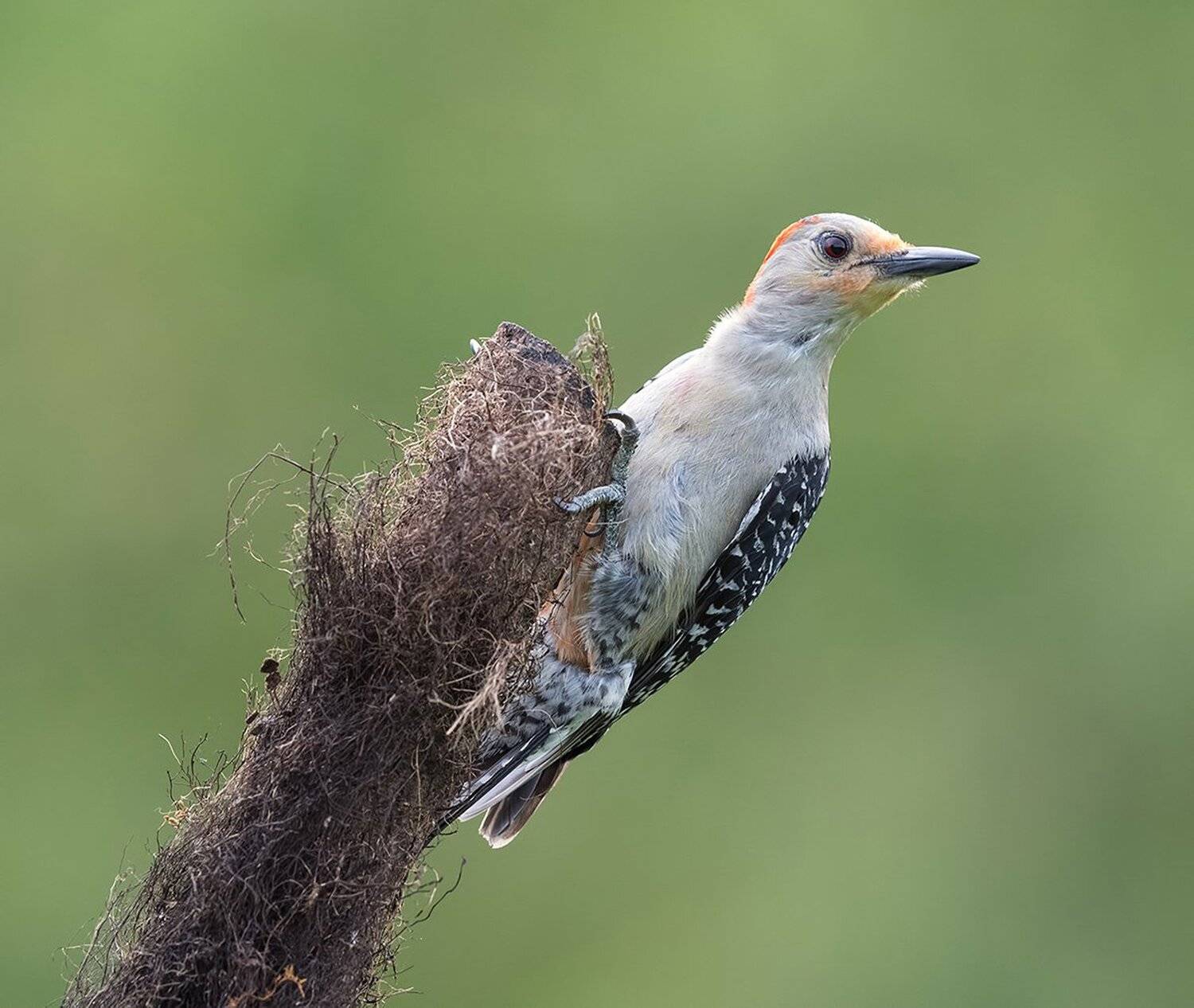 каролинский меланерпес, red-bellied woodpecker, дятел, woodpecker,, Elizabeth Etkind