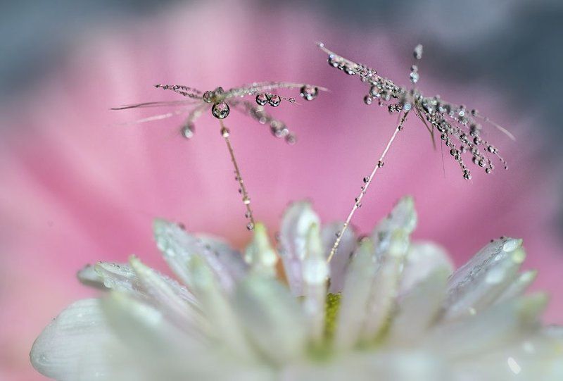 . фото превью