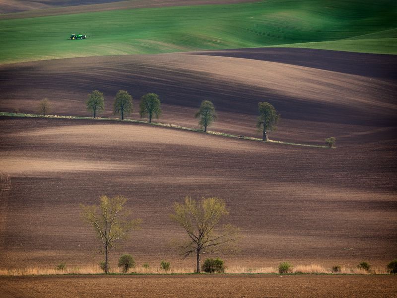 моравия, весна, дерево, трава, green Бесконечность фото превью