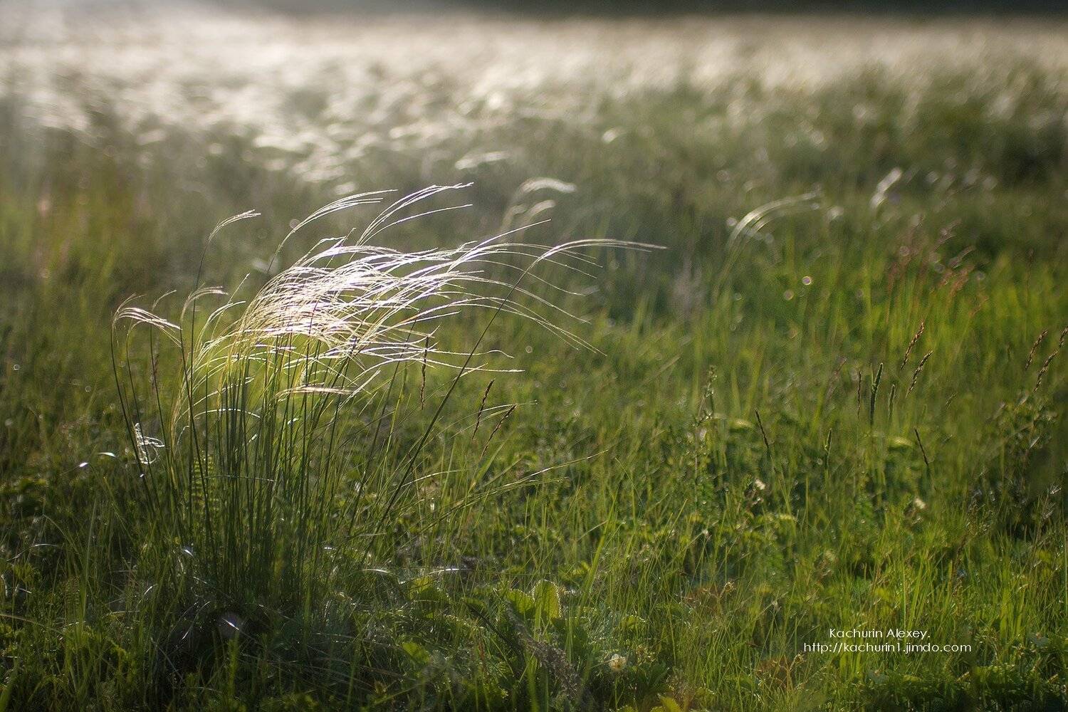 , Качурин Алексей