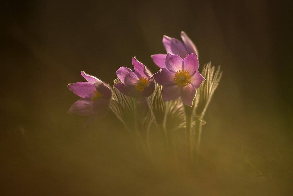 , Иваненко Светлана