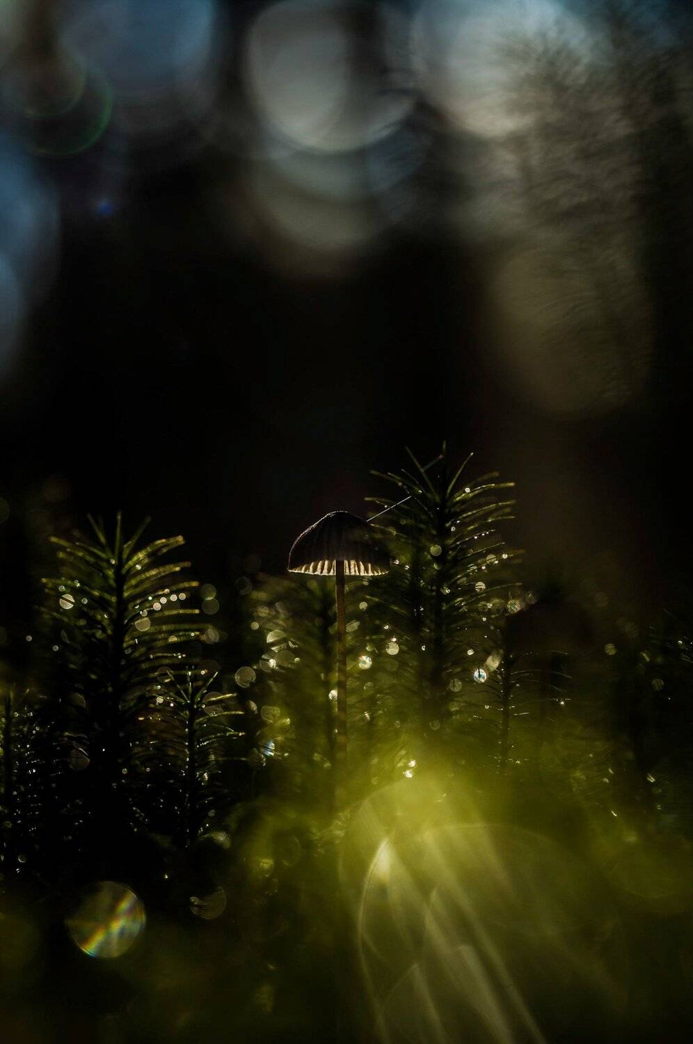 , Eglė Lugauskienė