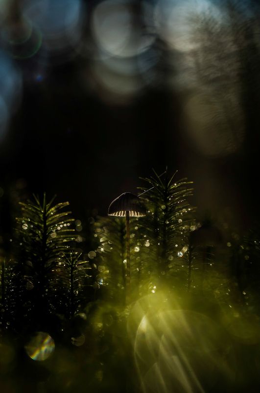 morning light фото превью