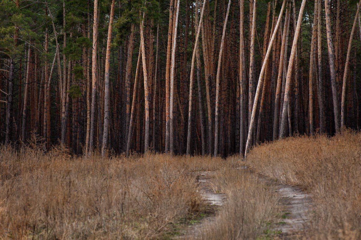 дорога, , лес, Roma Krasov ( Chitinskiy )
