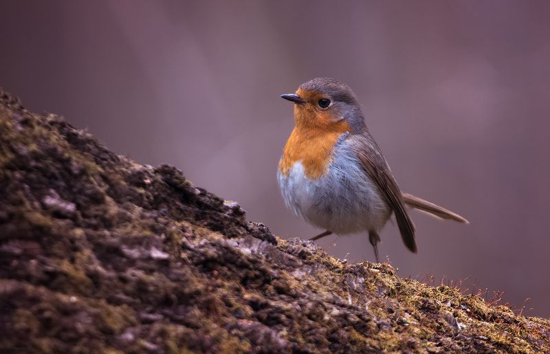 Вот кто-то в горочку поднялся ... :) фото превью