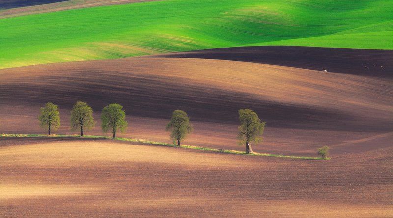 moravia, spring, april считалочка.. фото превью