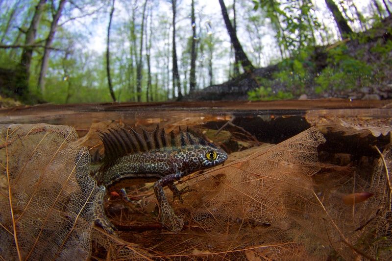 Маленький дракон фото превью