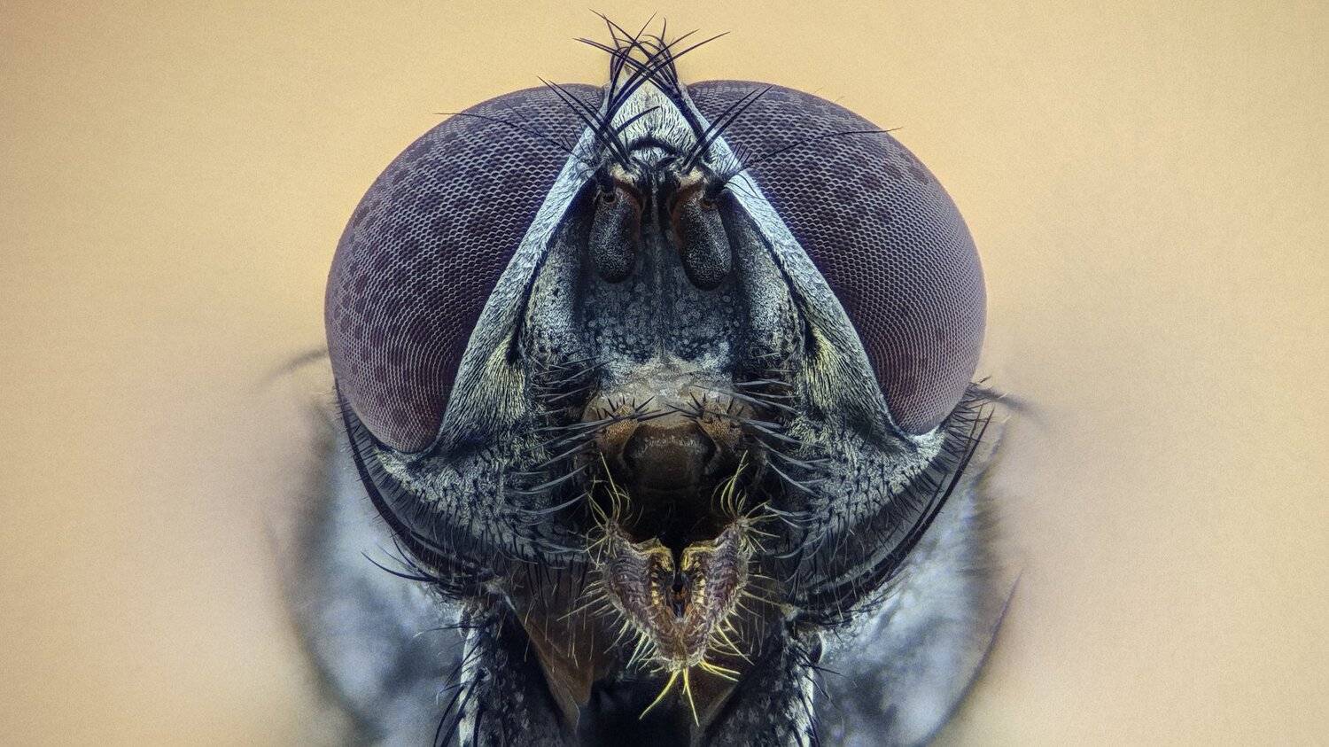 ceclii,macro,lgg4, extremmacro,  макро, Tsvetan Ganev