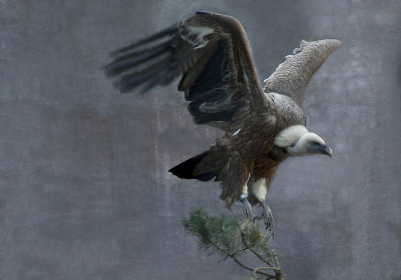 Vautour fauve* фото превью