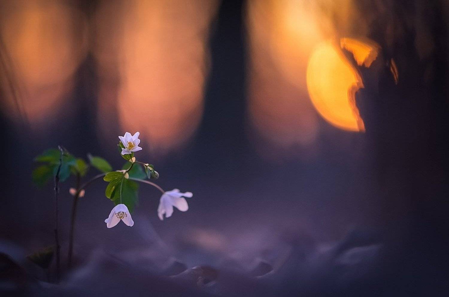 , Вячеслав Мищенко