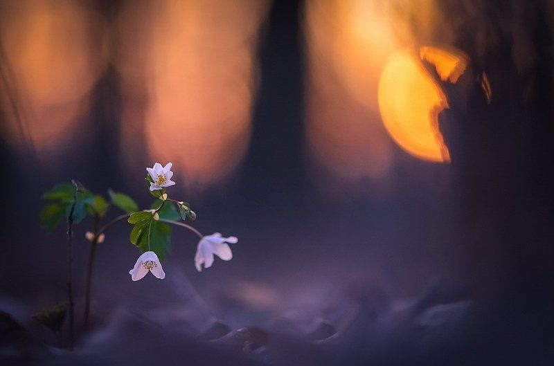 С надеждой... фото превью