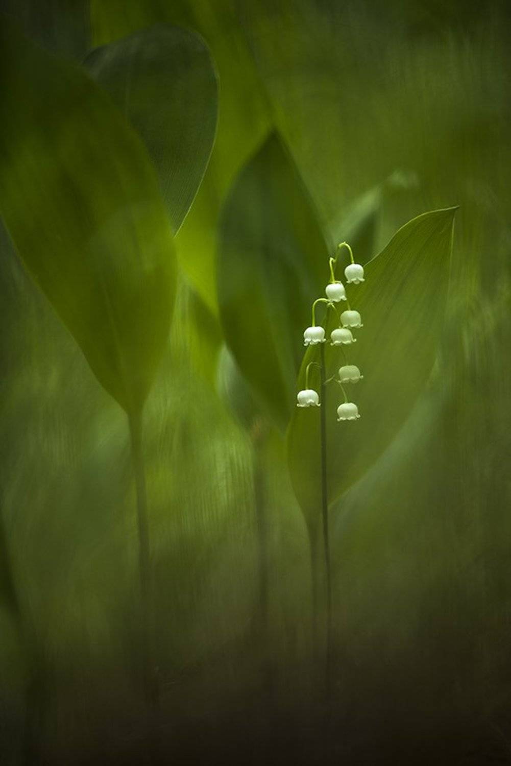 , Геннадий Мещеряков