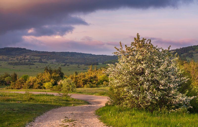 май, весна, вечер, ай-петри, цветение Этот цветущий май фото превью
