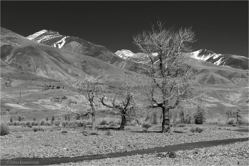landscape, scenic, nature, view, black and white, mountains, snow, steppe, poplar, tree, Chagan-Uzun, Altai На земле корявых тополей фото превью