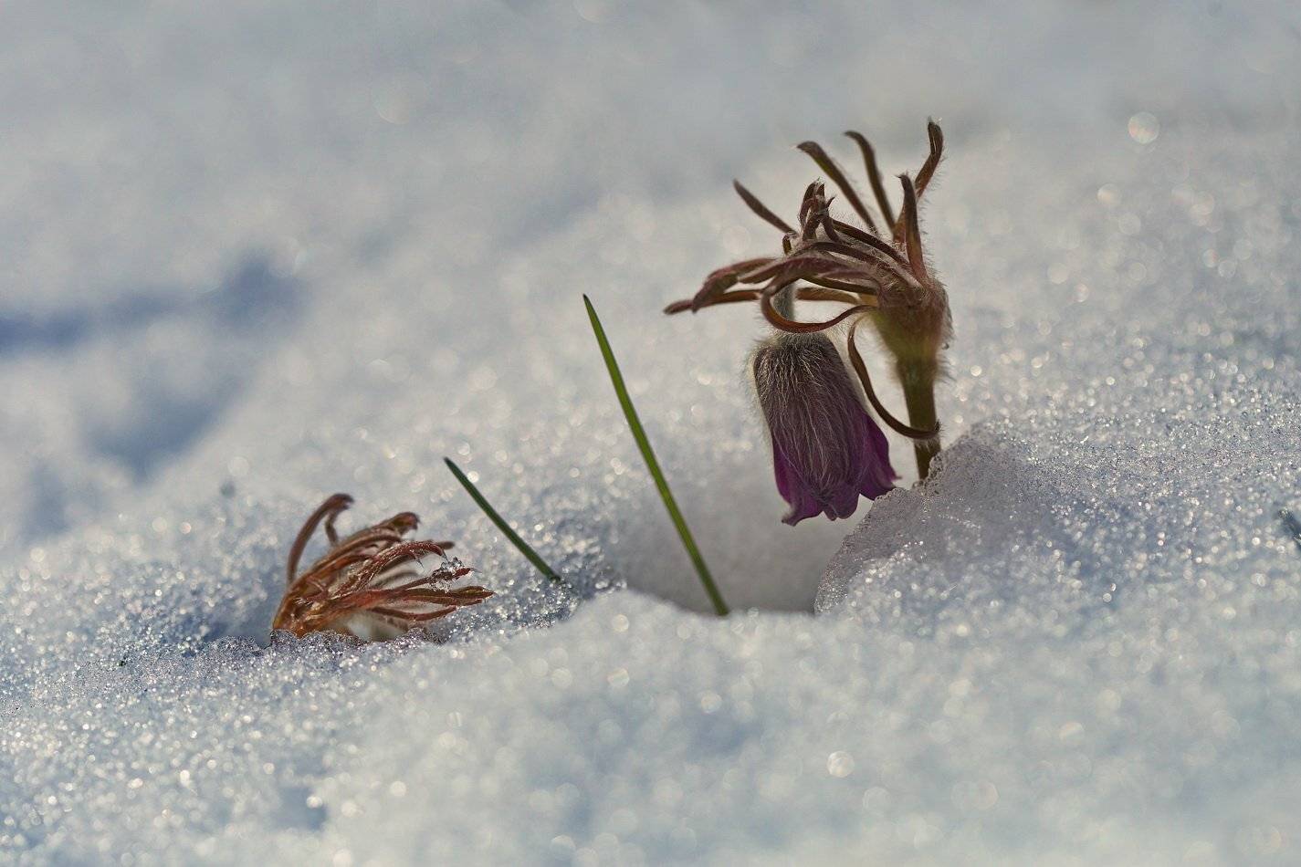 pratensis, pulsatilla, лесопарк дружбы народов, луговой, прострел, чернеющий, сон-трава, Sergii Markov