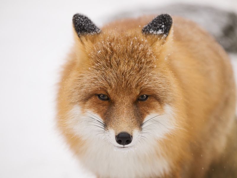 ...Снежный лис... фото превью