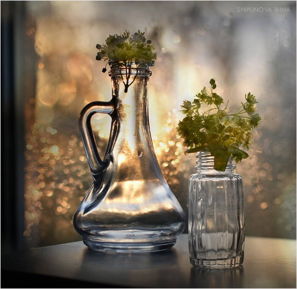 , Шипунова Ирина